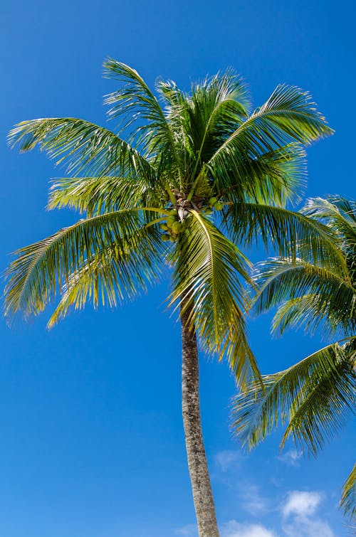 Foto profissional grátis de férias, natureza, palmeira