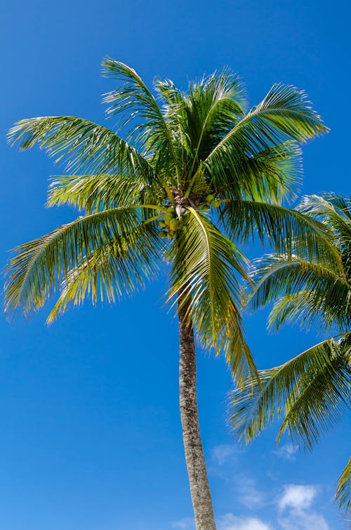 Tropical Palm Tree