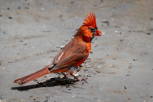 Close-up of a Northern Cardinal Standing on a Beach 