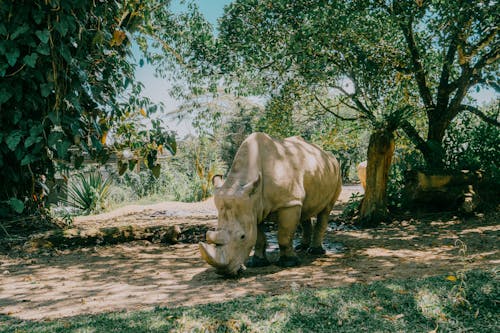 Rhinoceros with Legs in Mud