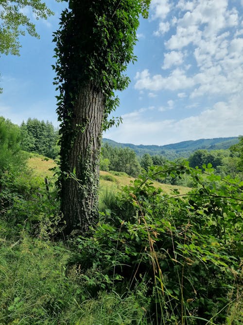 Kostenloses Stock Foto zu abhang, außerorts, berge