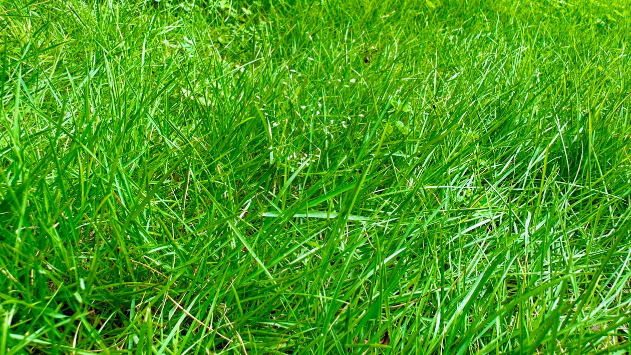 durva doob green grass lawn in daylight