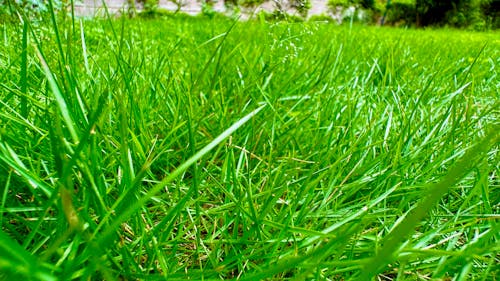 durva doob green grass lawn in daylight