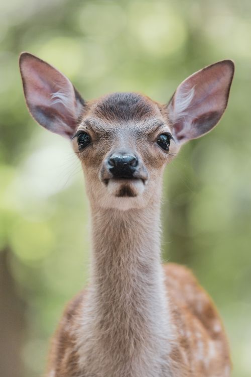 Free A detailed close-up of a young deer with a forest background, showcasing wildlife photography. Stock Photo