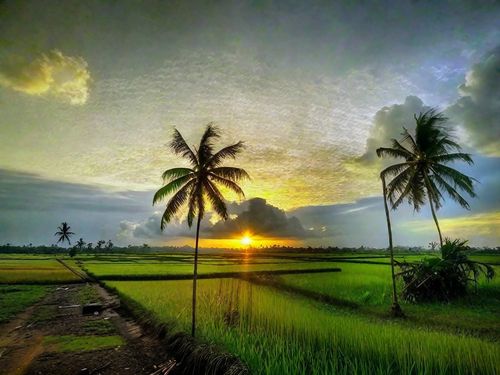 Free art of seeing paddy field Stock Photo