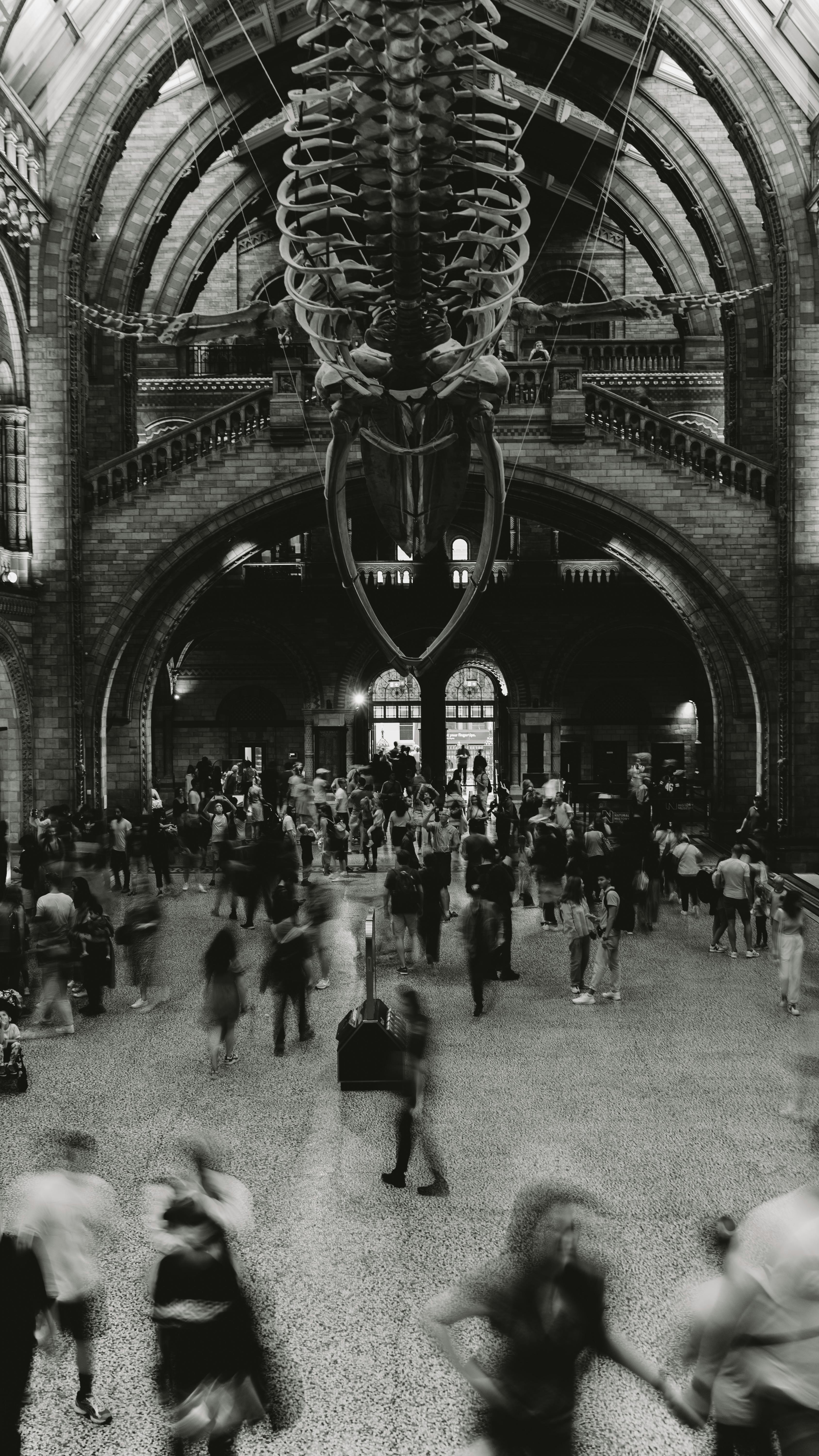 Interior view of London's Natural History Museum featuring a large skeleton display and bustling visitors.