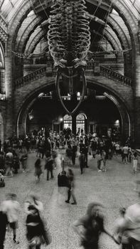 Interior view of London's Natural History Museum featuring a large skeleton display and bustling visitors.