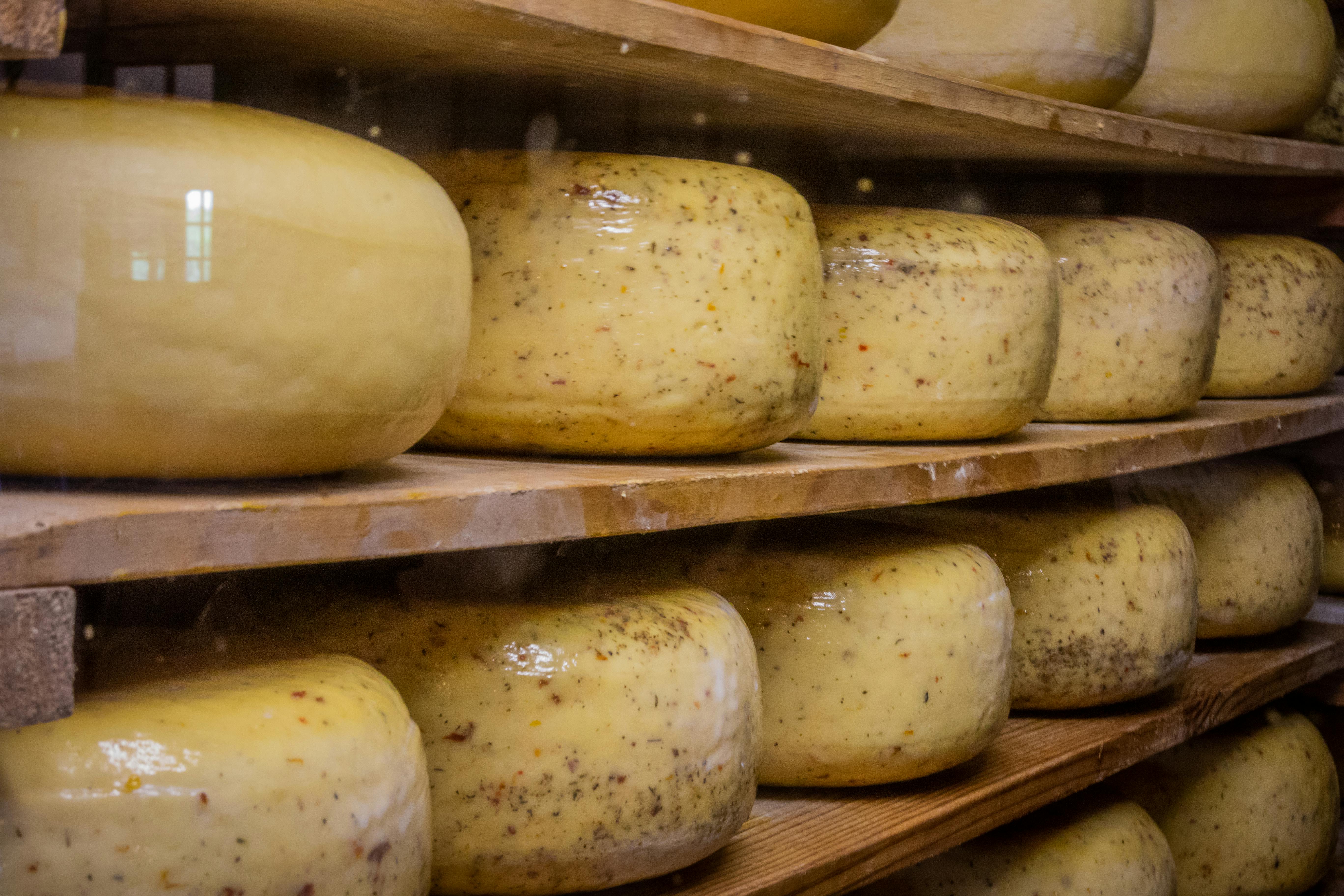 Free stock photo of cheese, farm, food