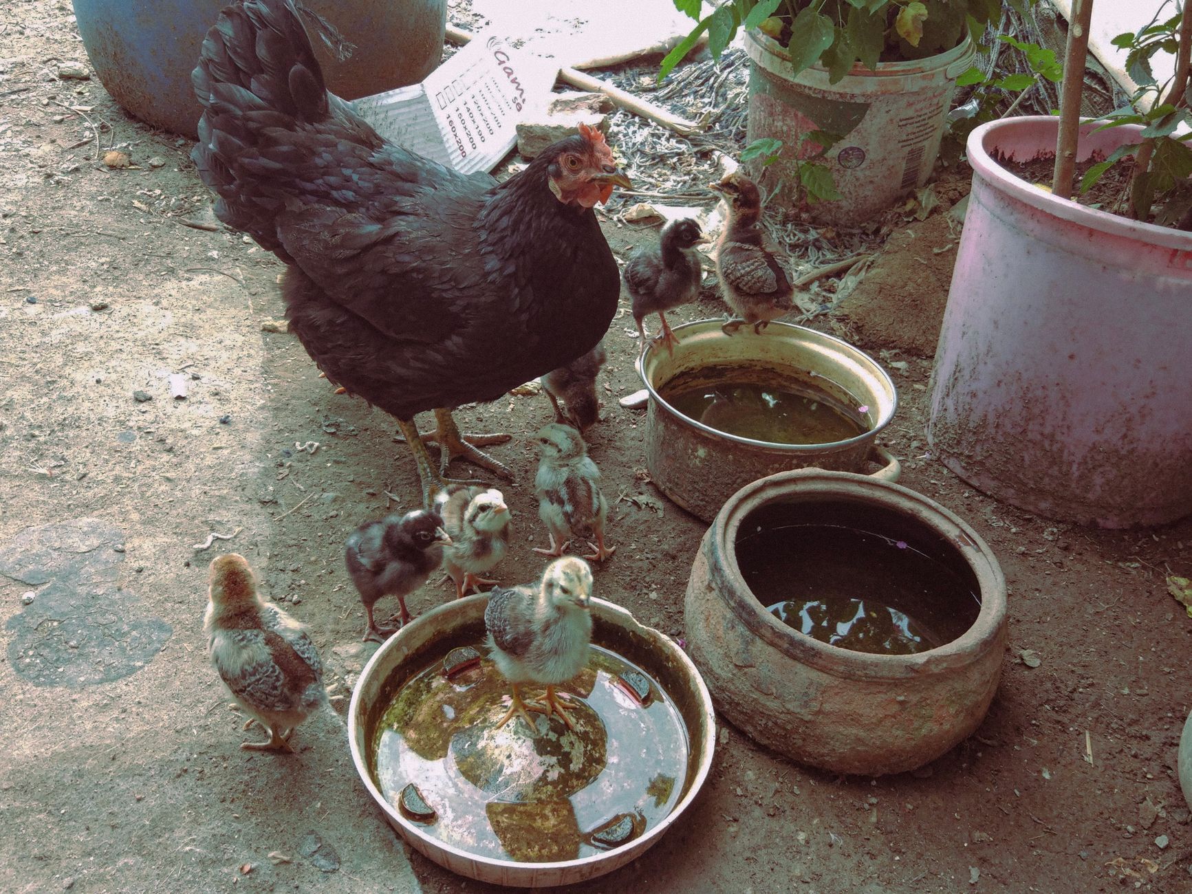 Vietnamese backyard chicken keeper inspecting two roosters near a spacious shaded coop