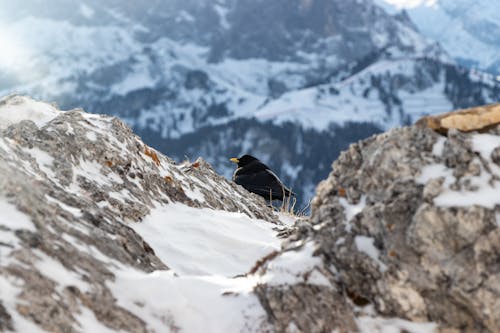 Mettere A Fuoco La Fotografia Di Black Bird Vicino Alla Scogliera Di Montagna