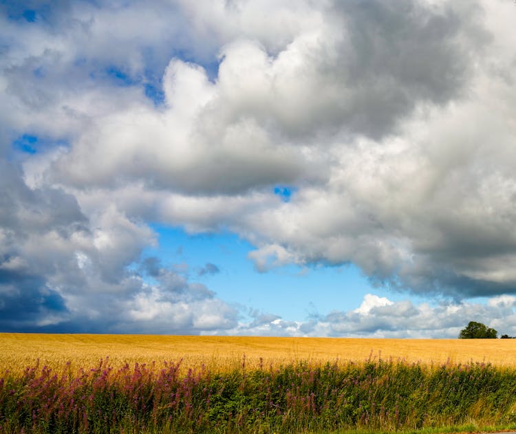 Golden Crops Field