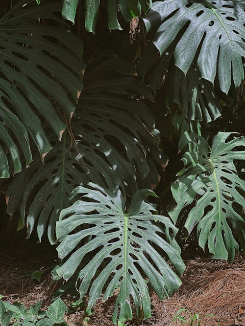 Green Monstera Leaves