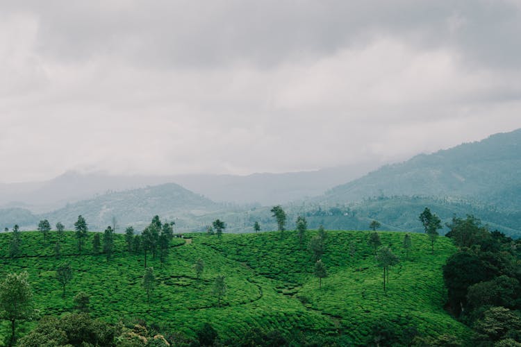 Tropical Landscape Of Green Mountains 