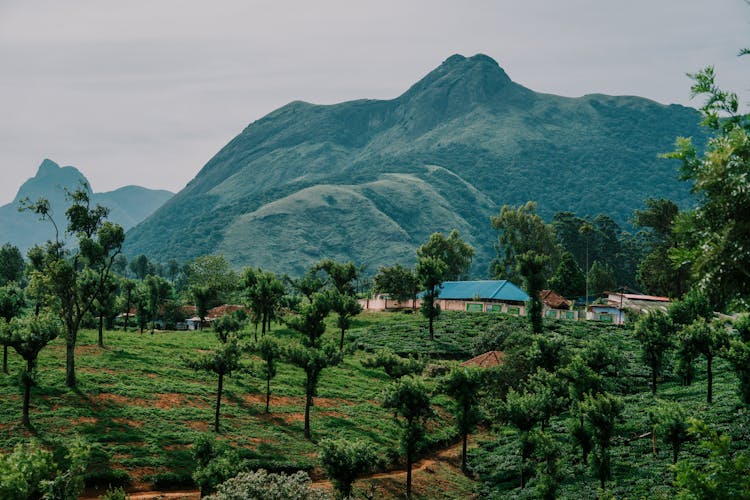 Tropical Landscape Of Green Mountains And Palm Trees