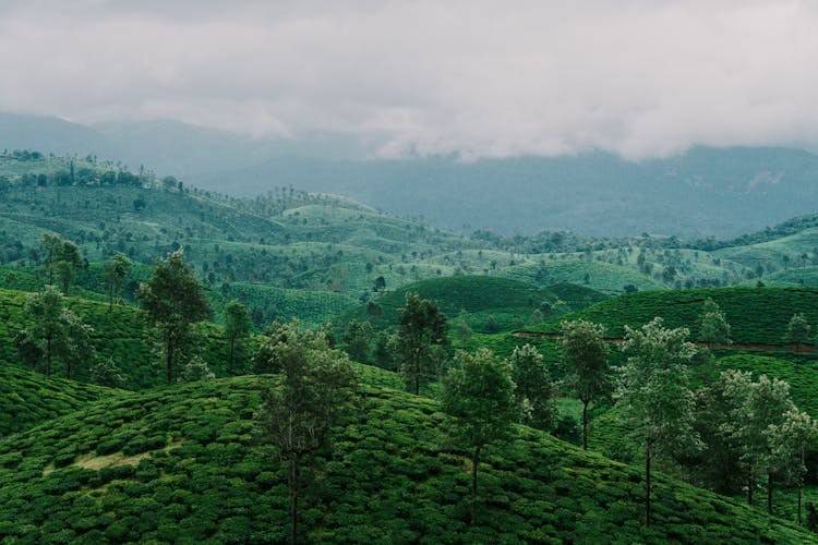 Tropical Landscape Of Green Mountains 