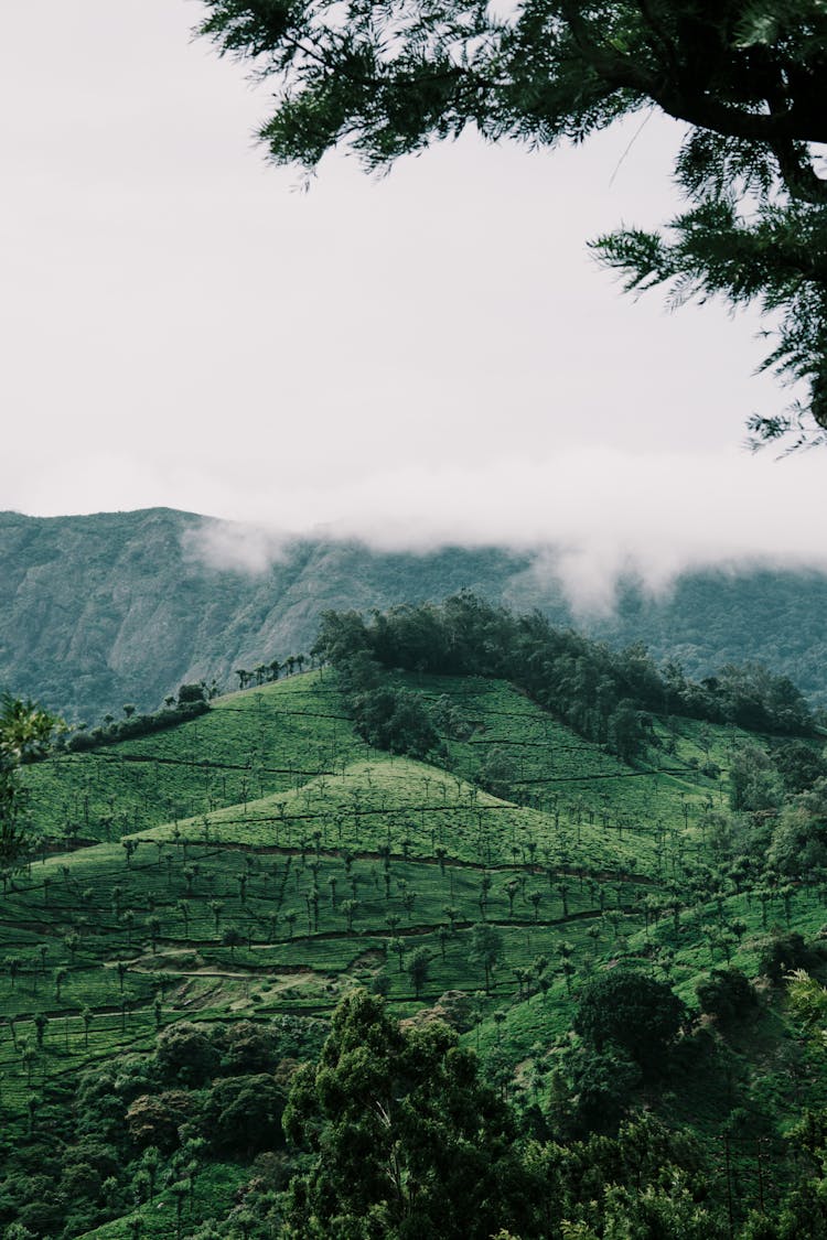 Tropical Landscape Of Green Mountains 