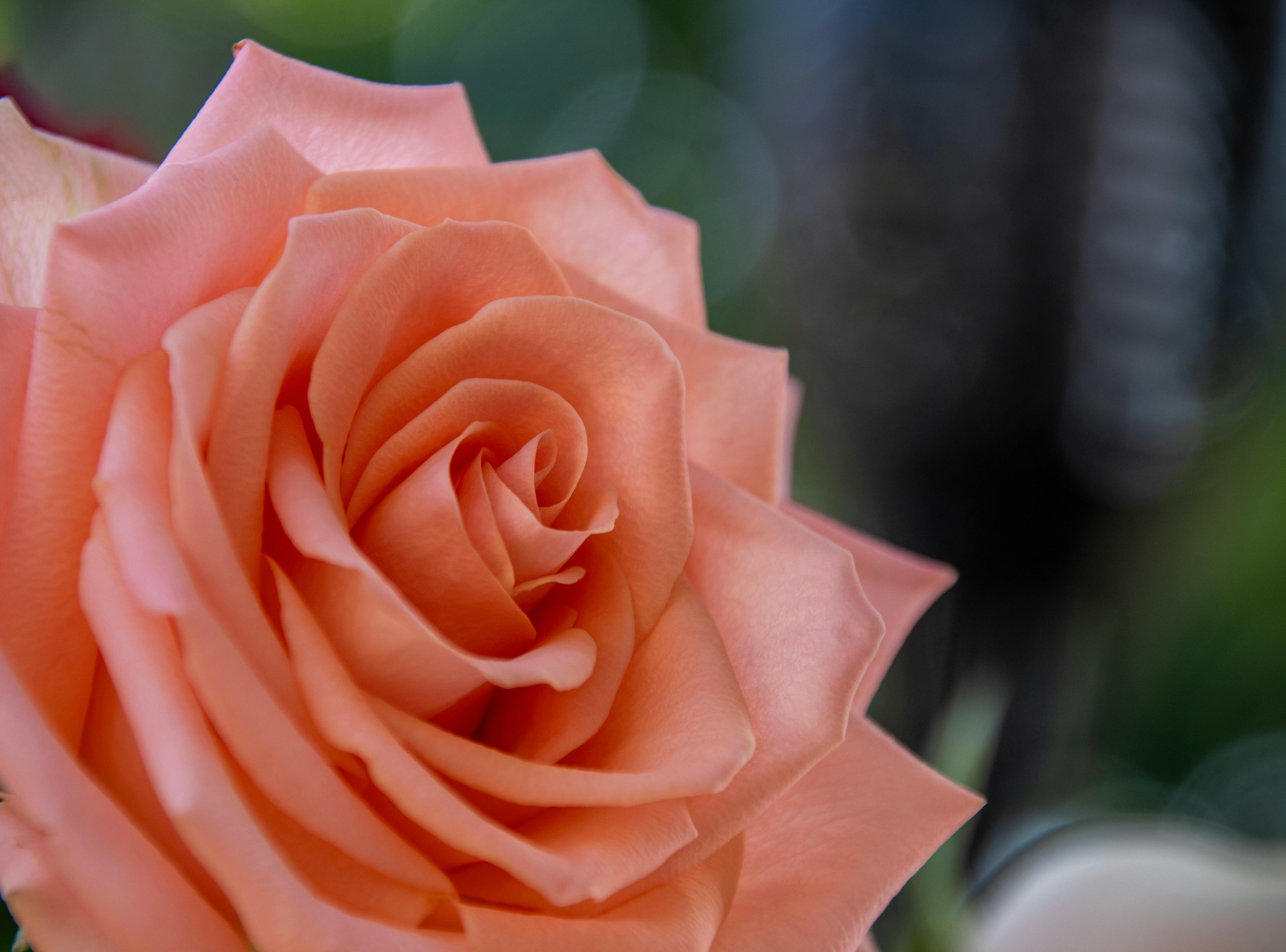 台南蘭花火鶴登東京國際花道博覽 皇室午宴展現國際魅力