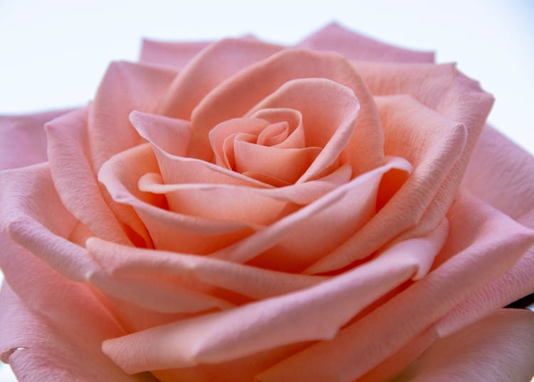 Close-up Of Pink Rose