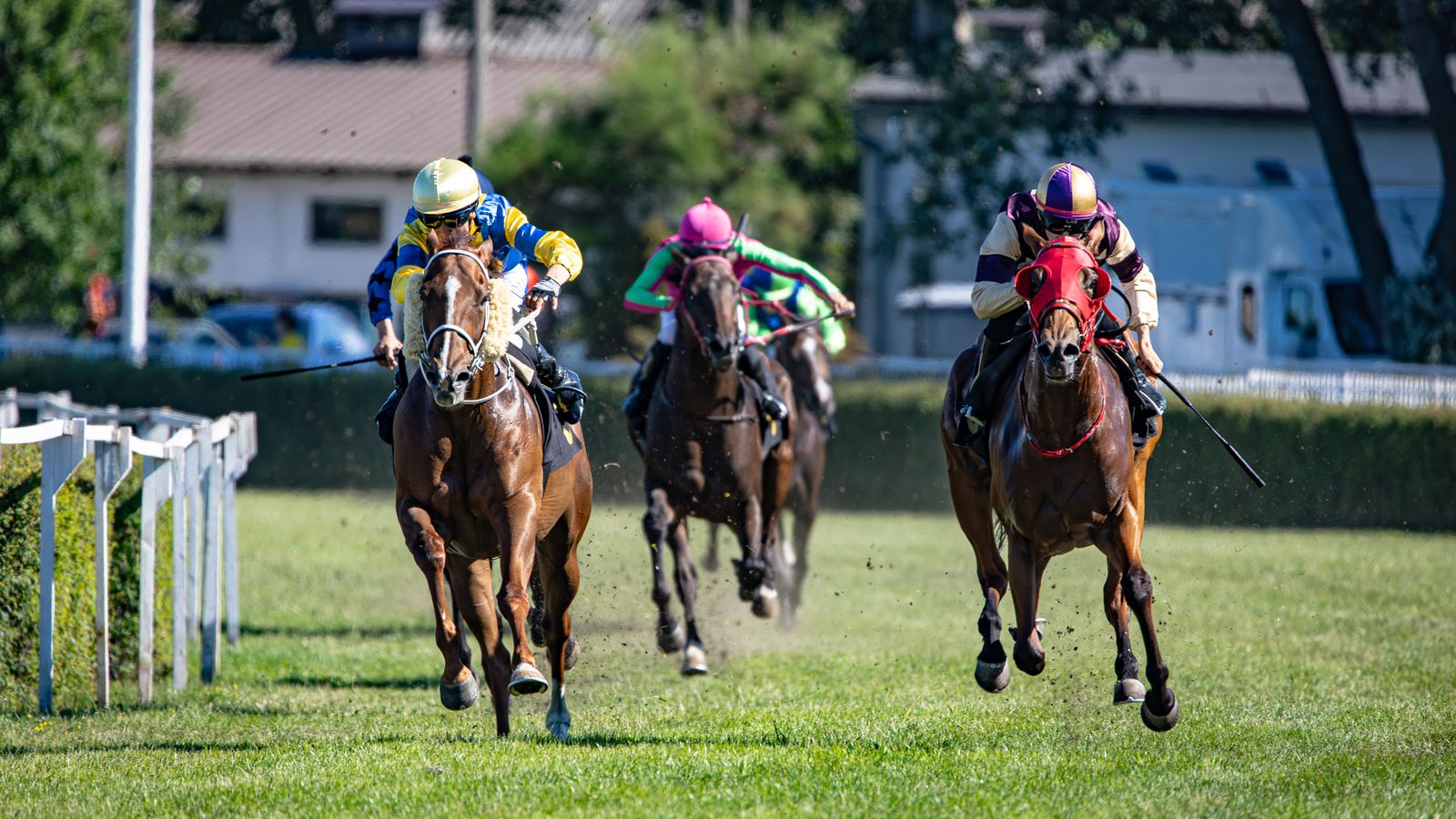 Jockeys racing thoroughbred horses on a green course, illustrating a fall race-day outing