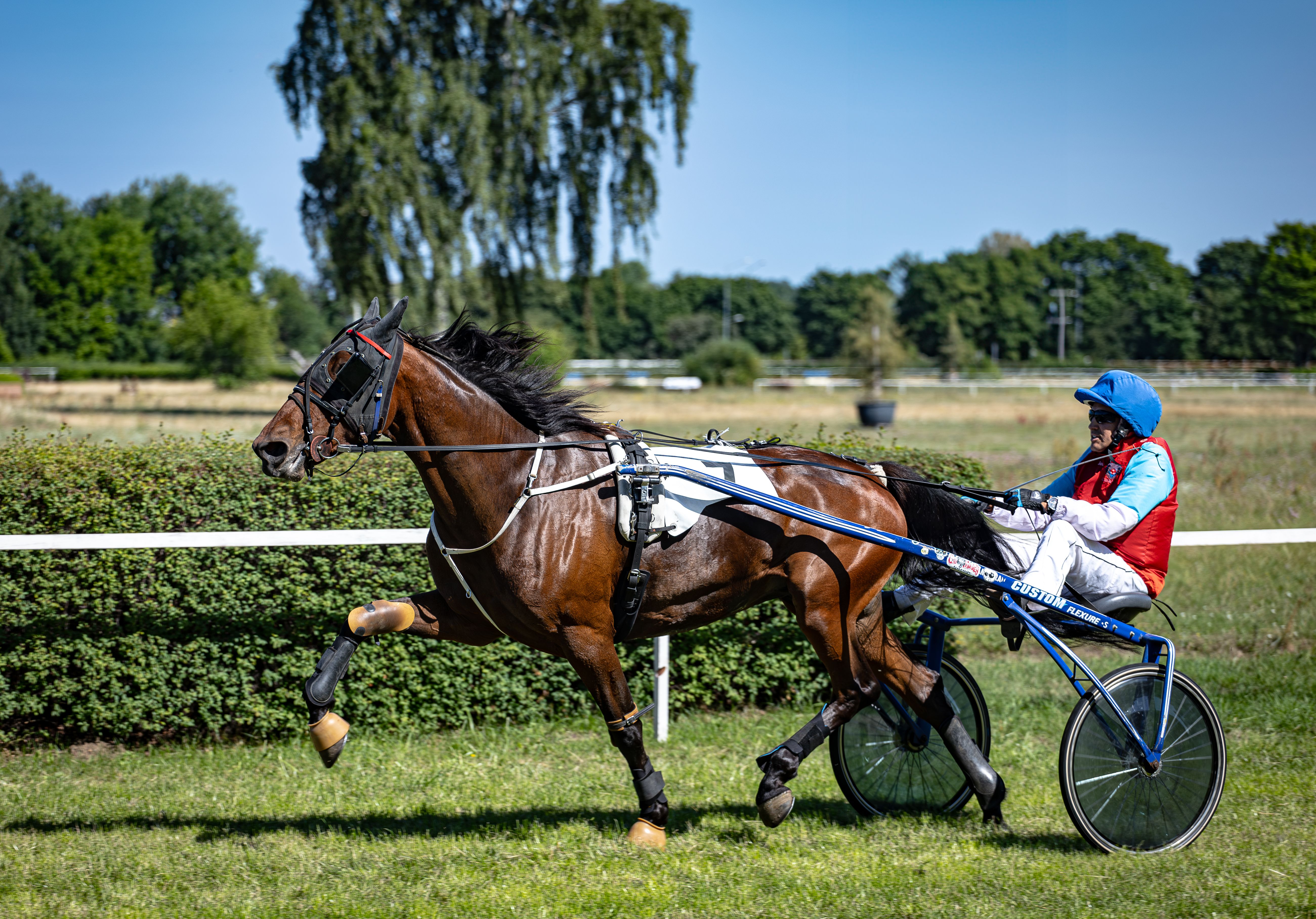 Harness Racing Photos, Download The BEST Free Harness Racing Stock ...