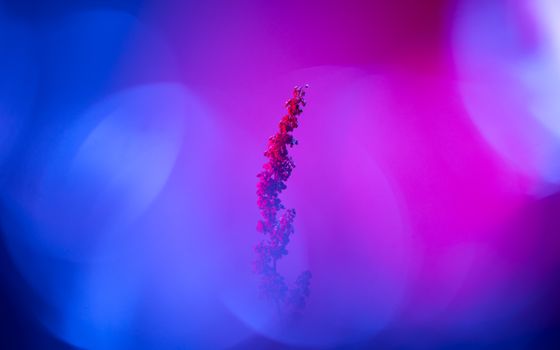 Abstract image featuring a Rumex crispus plant awash in vibrant pink and blue hues.