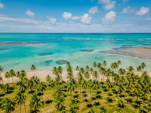 Palm Trees on Sea Coast