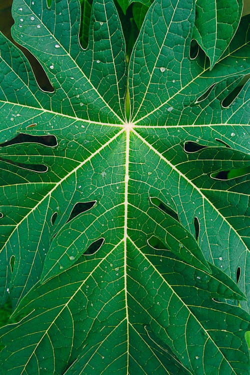 Big, Green Leaf