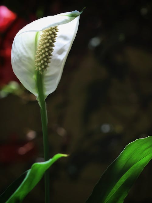 Ilmainen kuvapankkikuva tunnisteilla spathiphyllum