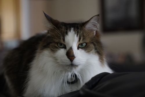 Free Close-up of a fluffy domestic long-haired cat with green eyes in a relaxed indoor setting. Stock Photo