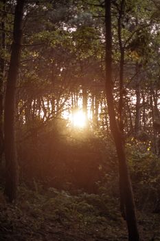 Captivating view of sunlight filtering through trees in a lush forest.