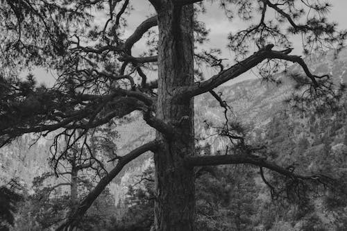 คลังภาพถ่ายฟรี ของ ขาวดำ, ต้นไม้, ธรรมชาติ