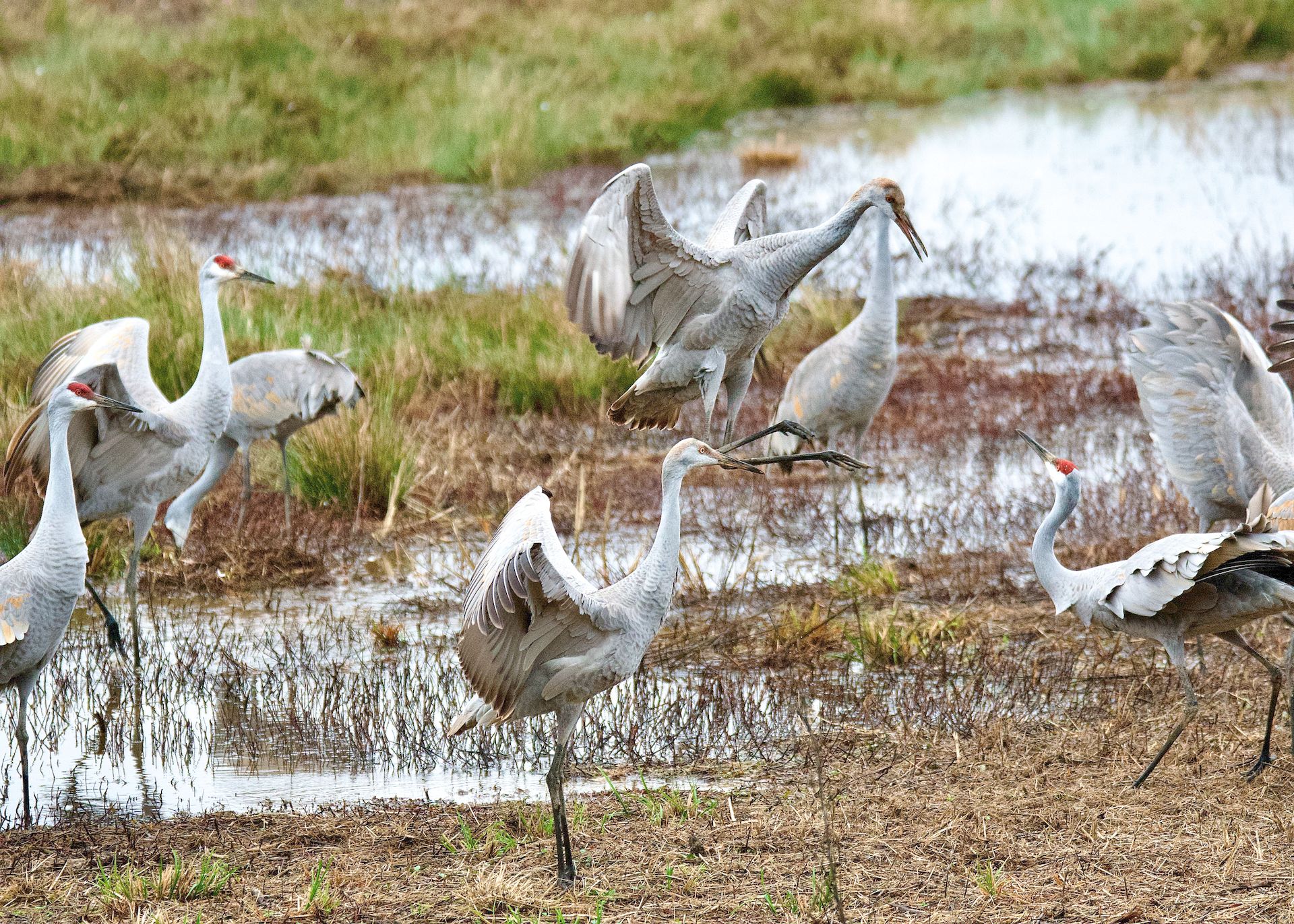 Close up of Flocks of Sandhill Cranes