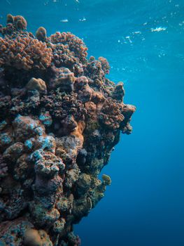 Stunning close-up of a vibrant coral reef teeming with marine life in a clear blue ocean.