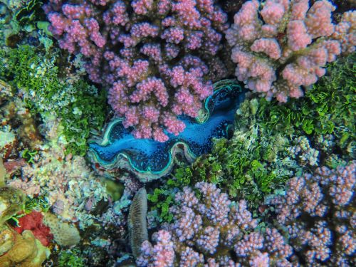 Free Bright coral reef scene showcasing a striking blue clam nestled among colorful corals. Stock Photo
