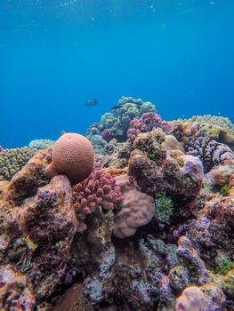 A stunning and colorful view of a coral reef ecosystem teeming with marine life in clear blue water.
