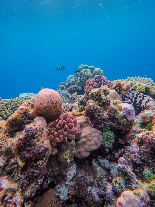 Free A stunning and colorful view of a coral reef ecosystem teeming with marine life in clear blue water. Stock Photo