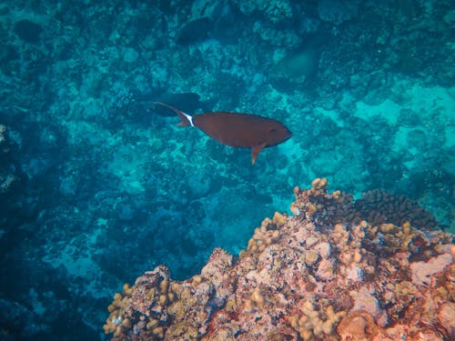 Foto profissional grátis de coral, embaixo da água, fechar-se