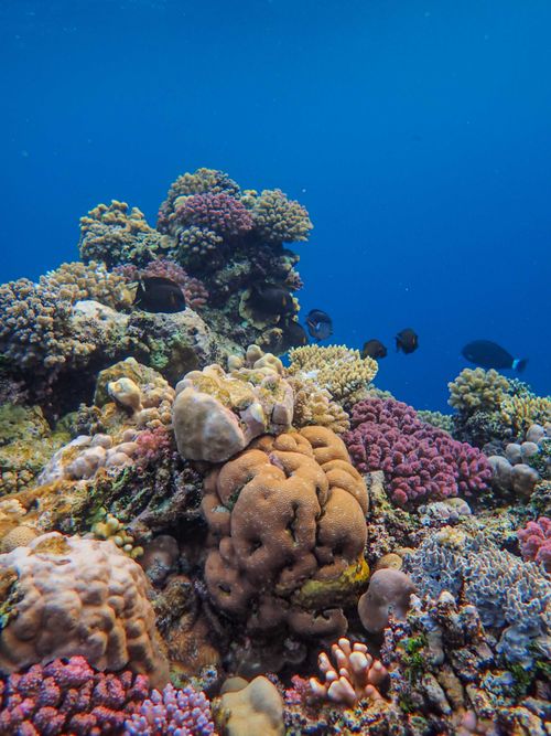 Free Explore the vibrant underwater world of a coral reef teeming with diverse marine life and colorful fish. Stock Photo