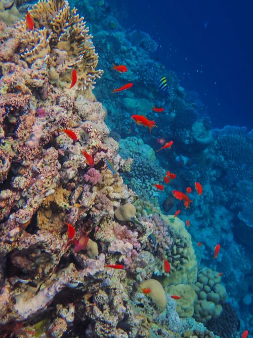 Free Colorful coral reef teeming with fish in a vibrant underwater scene. Stock Photo