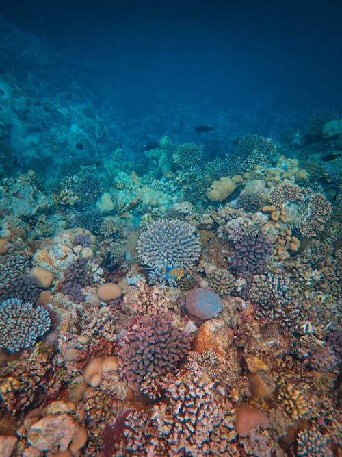 Foto profissional grátis de coral, embaixo da água, natureza