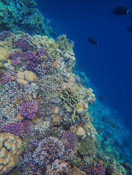 Close-up of diverse and colorful coral reef underwater with fish swimming above.