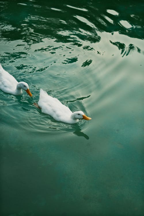 Ducks on Water 