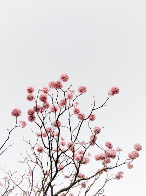 Blossoms on Branches