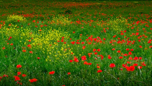 Kostenloses Stock Foto zu blumenfeld