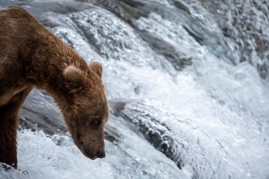 Captivating image of a brown bear poised by a cascading waterfall. Perfect for nature and wildlife themes.