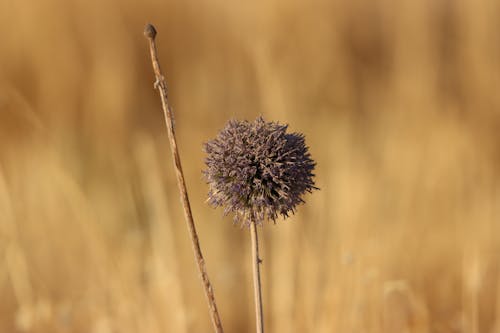 Blossoming Globe Thistle