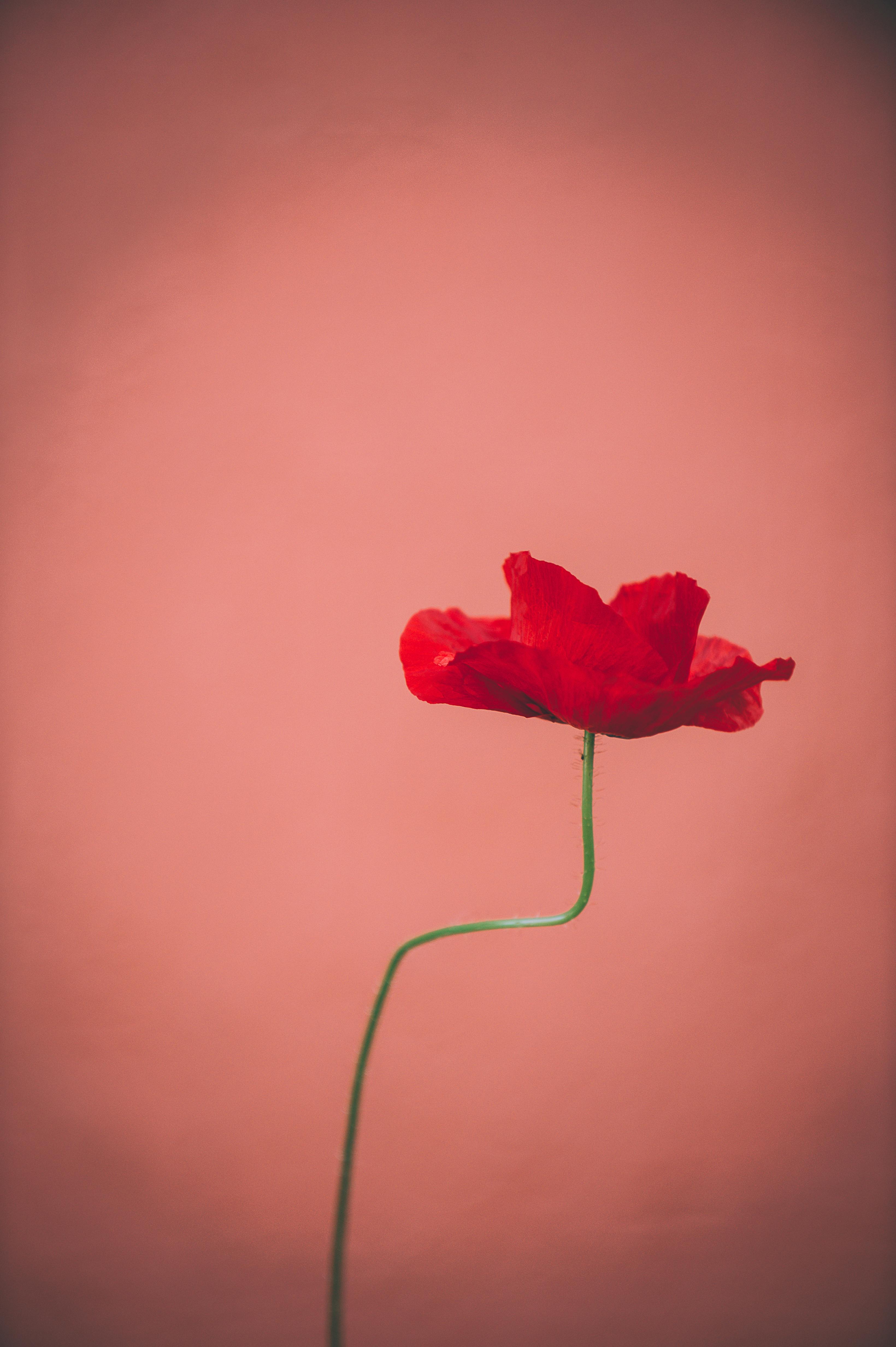 Poppy Red Flower Field 4K Wallpaper iPhone HD Phone 2630f