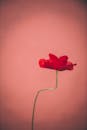 一朵充满活力的红色罂粟花优雅地立于柔和的粉色背景前，尽显其精致之美