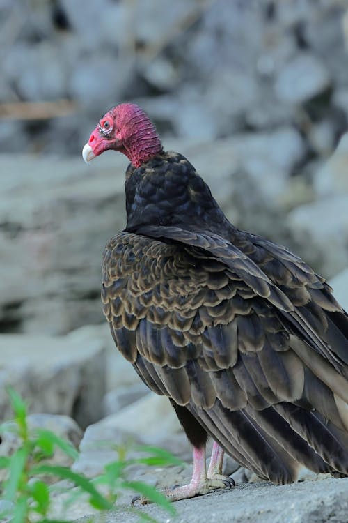 Imagine de stoc gratuită din a închide, fotografie cu animale sălbatice, fotografie de animale