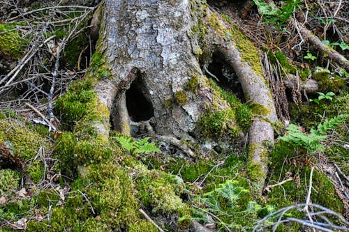 Free stock photo of cave, stump, tree